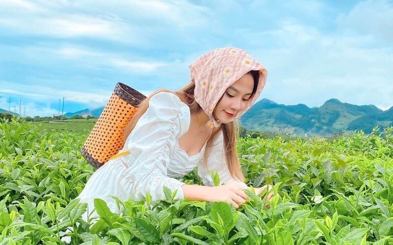 Du khách trải nghiệm thu hoạch chè tại đồi chè trái tim ở Mộc Châu (Sơn La)