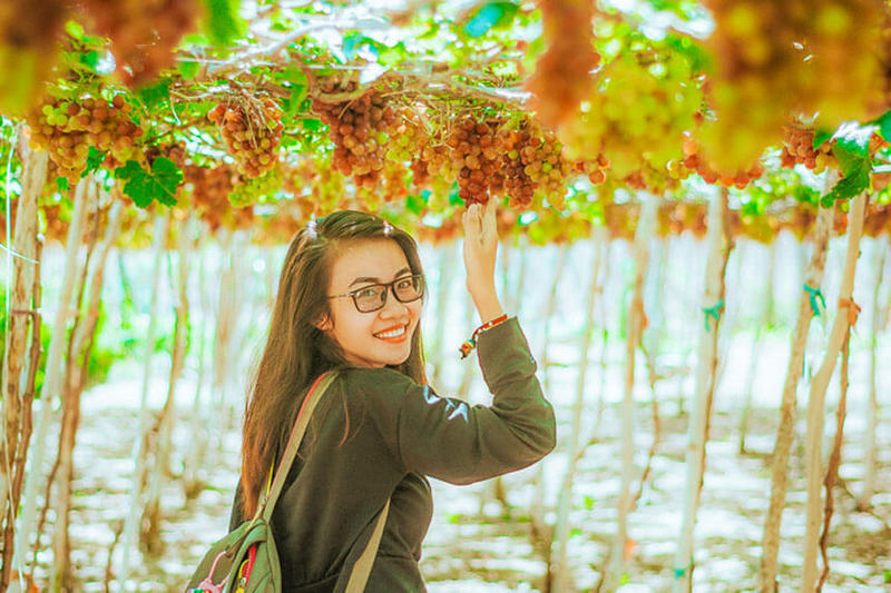 Vườn nho Thái An