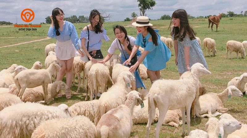 Đồi cừu Suối Nghệ - “Nông trại châu Âu” thu nhỏ giữa lòng Bà Rịa