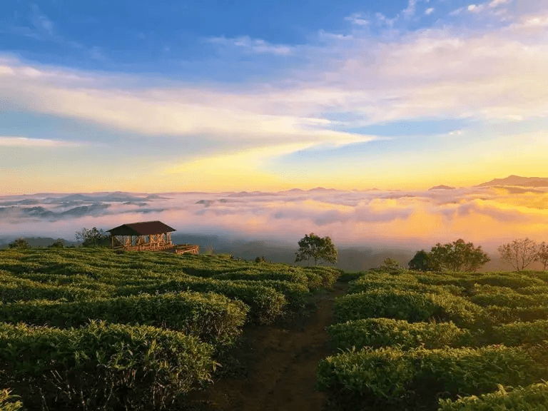 Đồi chè Cầu Đất Farm: Thiên đường mây huyền thoại