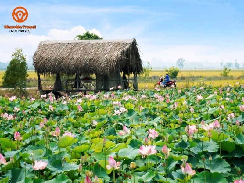 Đồng Tháp - Say đắm trong xứ sở sen hồng và làng hoa Sa Đéc